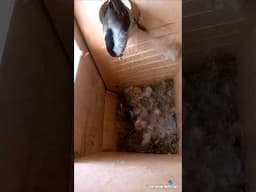 Cuteness Overload | Inky and Philbert’s Chickadee Nestbox Moment