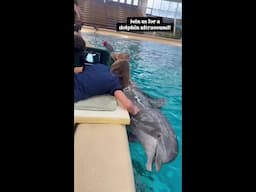 Have you ever wondered how we do an ultrasound on a dolphin?