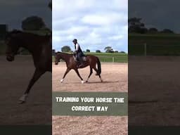 Training Your Horse The Correct Way