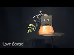 love bonsai - great bonsai styling skills