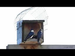 SWALLOWS TALE