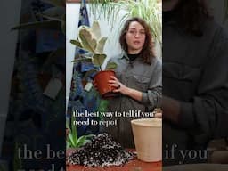 Wondering how to repot your houseplants? Maddie Bailey of Forest London explains #houseplants