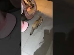 #cat #cute #cutecat #animals #funnycats #catplaying #catwithyarn