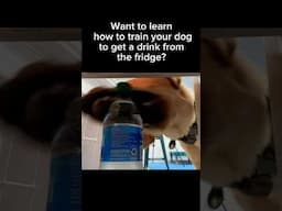 Service Dog Gets a Drink From the Fridge 🚰