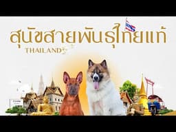 2 สุนัขสายพันธุ์ไทยแท้ สุนัขไทยบางแก้ว และ สุนัขสายพันธุ์หลังอาน/ Pet Lover by Jerhigh Ep.16