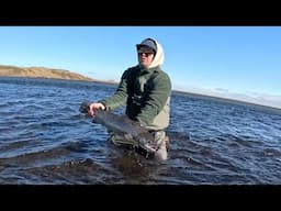 Fly Fishing for BIG Sea Trout in Iceland. PB Sea Trout for me!