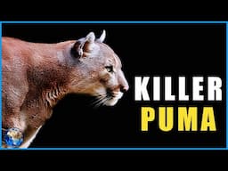 When Mountain Lions Hunt Humans