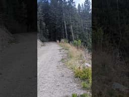 Most Amazing Wildlife Encounter Of My Life. #deer #mountains #wildlife #britishcolumbia #nature