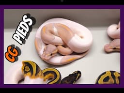 Second Ball Python Clutch!