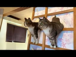 Funniest Videos Animals 🐧 - Best Of The 2024 Funny Animal Videos 😁 P2