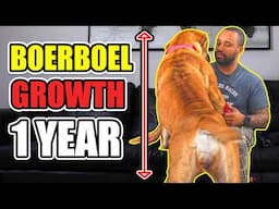 A Year with My Boerboel: From Puppy to Protector "1 year update"