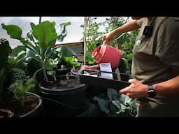 Greenhouse Cultivation of Lettuce