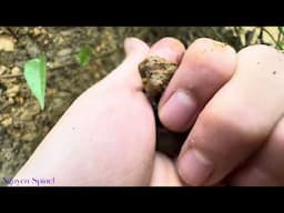Một lần lạc vào rừng tìm đá quý spinel