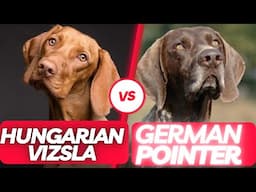 German Pointer vs Hungarian Vizsla: which to choose