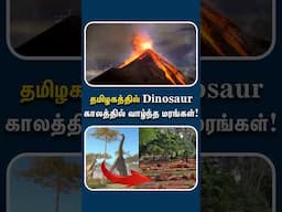 2 கோடி ஆண்டுகள் பழமையான கல் மரம் | Fossil wood in TamilNadu