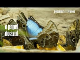 O truque visual que salva borboletas da predação  #pesquisacientifica #borboletas #mariposas