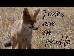 Foxes are in Trouble