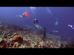 Large turtle swims with Scuba divers in St  Lucia