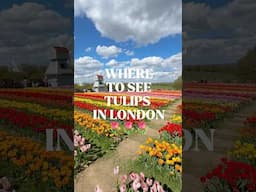 🌷Where to see tulips in London 🌷