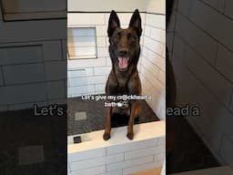 Let’s give my cr*ckhead a bath🛁🫧 #bath #doggroom #dogbath #grooming