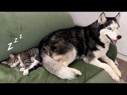 Huskies And Cats are Getting Used To the New Kitten! A Month Later
