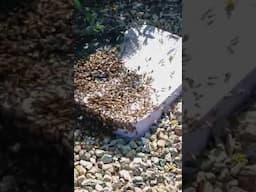 Swarming Bees protecting the Queen