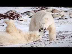 Polar Bears Sparring - Churchill Manitoba - Sony FX6 Short Film