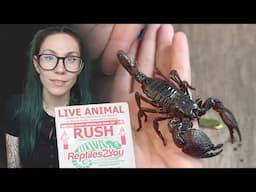 UNBOXING a pink-foot BIRD EATING TARANTULA, Spiny Flower & Dead Leaf Mantis & REAL Emperor Scorpions