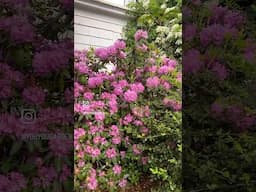 Time to prune rhododendrons is right after they are done blooming 🌸