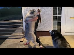 Mum Reunited With Her Wolf Pack! (So Cute!!)