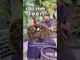 Checking In With Our Corpse Flower