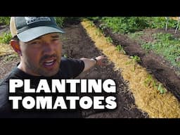 FINALLY Getting My Tomatoes In The Ground 🍅