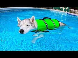 My Senior Husky Uses the Swimming Pool as Therapy!  Husky Pool Party!