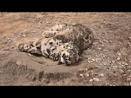 Skinny body full of wounds, the exhausted snow leopard cub lay on the cold hill waiting for its end
