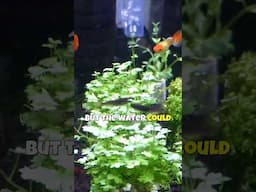 Crystal Clear Aquarium Water... Hidden Dangers?😳💧