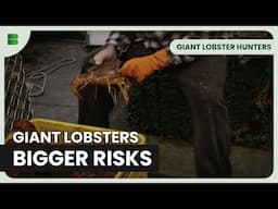 Lobster Fishing on the Southern Ocean | Giant Lobster Hunters