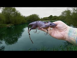 I Threw A Giant Rat Lure Into a Carp Lake!