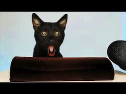 Black Cat Eating Black Food ASMR Mukbang 🖤