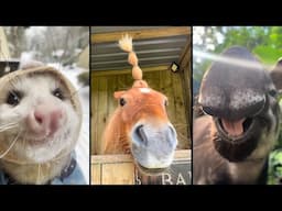 Cute and funny ANIMALS.🐯 And Some Just Interesting Moments.🐷Videos🔶 Сompilation # 11🔶