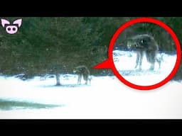 Are These Real Cryptids Caught on Camera?
