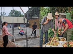 Pouring concrete into the foundation of a new house. Harvesting lychees to sell to traders. Ep 359