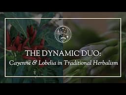 The Dynamic Duo  Cayenne & Lobelia in Traditional Herbalism