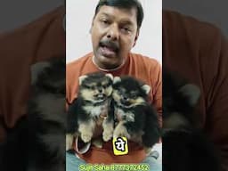 टॉय पोमेरेनियन हो तो ऐसा #short #youtubeshort #toyPomeranian #shortvideo #viralshorts