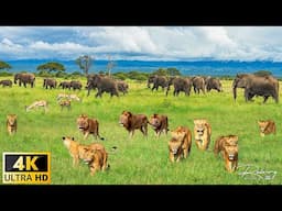 4K African Wildlife: Aberdare National Park, Kenya - Scenic Wildlife Film With Real Sounds