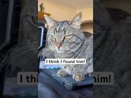 There is ONE cat in the USA just like this