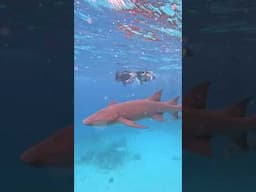 SHARKS SHARKS SHARKS....