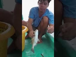 Bắt Được Một Con Anh Tui Ăn Cả Tháng #diepphuquoc #cauca  #dibien