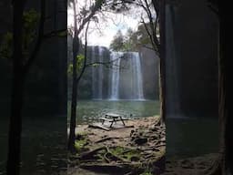 Whangarei Falls New Zealand 🇳🇿 #waterfall #shorts