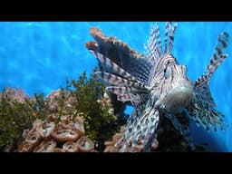 Invasive species awareness at The Toronto Zoo