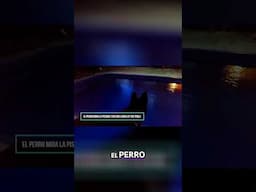 ¡Perros Espían la Piscina! ¿Qué Traman Estas Mascotas Traviesas?